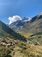 Fototapeta na wymiar Troupeau de moutons dans le val Vény en Italie