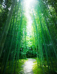 日本の美しい竹、竹林、庭、寺、自然、和、苔、Beautiful Japanese bamboo, bamboo grove, garden, temple, nature, harmony, moss,
