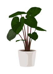 Homalomena rubescens, King of heart in a pot, houseplant, Vector cartoon style, houseplant, Ornamental plant