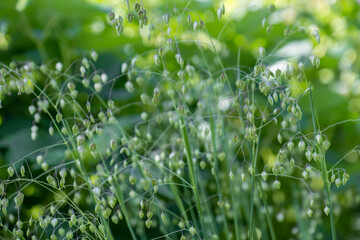 green grass with dew drops - obrazy, fototapety, plakaty