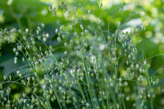 green grass with dew drops
