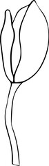 Vector illustration of magnolia flower bud line art. Floral element for design.