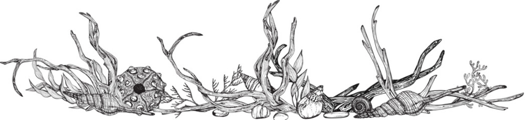 Marine composition, banner of seaweed, shells, sea urchin, driftwood. Black and white hand-drawn graphics translated into vector Illustration  