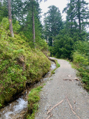 Fototapeta na wymiar Sentier forestier à Champex, Suisse