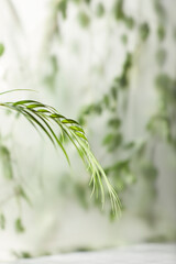 A window view of green leaves in the afternoon
sunlight.