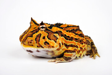 Fantasy Pacman Frog // Hybrid-Schmuckhornfrosch (Ceratophrys cornuta x cranwelli) 