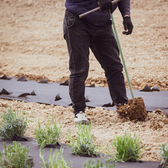 A man makes a hole in the ground with a hand drill for planting lavender.