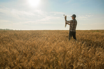man farmer examining wheat crops on field...