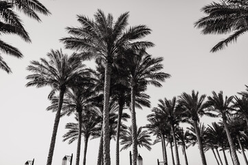 Fototapeta na wymiar palm tree silhouette, black and white photo