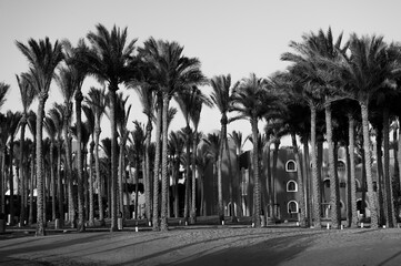palm trees in the desert, black and white photo