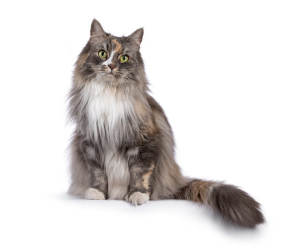 Impressive fluffy tortie cat, sitting up on edge facing front. Looking straight to camera with green eyes. Isolated on a white background.