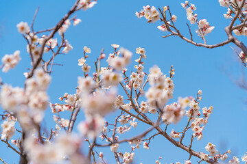 Flowers Blossoms Against Clear Blue Sky