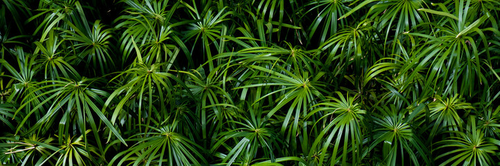 Green tropical leaves banner, abstract background