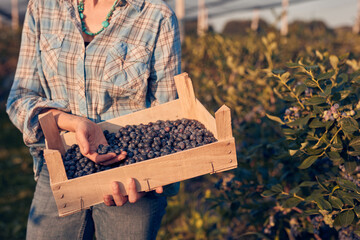 Woman holding fresh blueberries on a farm.