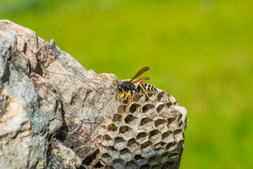 Beautiful Median wasp (Dolichovespula) portrait 