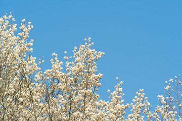 Flowers Blossoms Against Clear Blue Sky