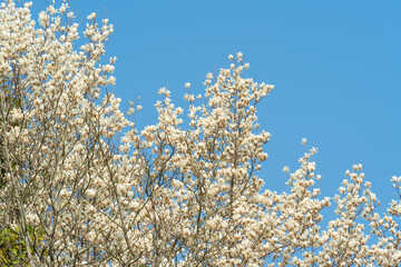 Flowers Blossoms Against Clear Blue Sky