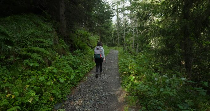 Tilt-Up Tracking: Female Hiker on Forestry Path, Rear View