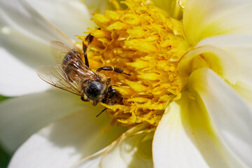 Close up with a bee pollinating a Dahlia flower.