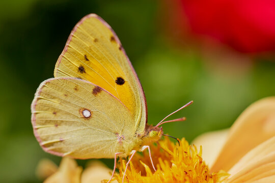 Close up with a butterfly pollinating a Dahlia flower.