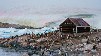 Penguin Colony in Abandoned Antarctic Base.
