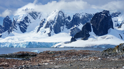 Penguin Colony in Antarctica  - 653188470