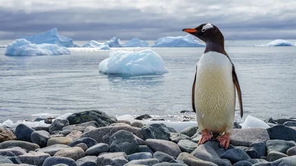 Rolgordijnen Penguin in Antarctica  © Hortigüela