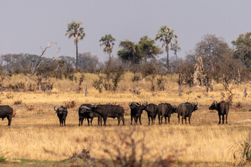 Fototapeta na wymiar Telephoto shot of a herd of blue wildebeest - Connochaetes taurinus- standing on the Okavango Delta, Botswana.