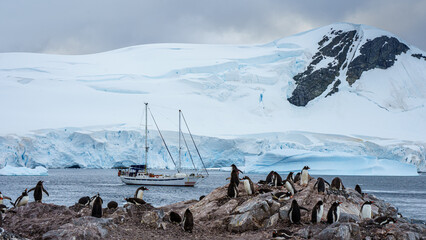 Sailboat by a Penguin Colony in Antarctica 