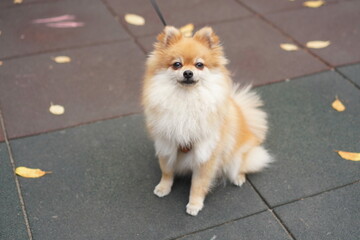 portrait of a pet fluffy red pomeranian with a white shirt front sitting on a soft surface on a sports field with fallen yellow leaves during an autumn walk