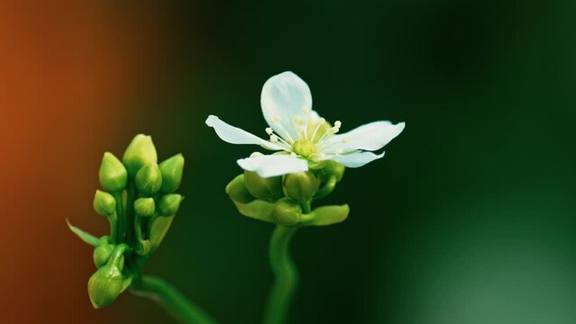 Video shows Venus flytrap's delicate white flowers in close-up macro, isolated with copy space.