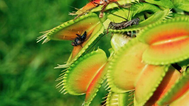 Video captures of the Venus flytrap in close-up macro, isolated with copy space. Venus flytrap eats a fly