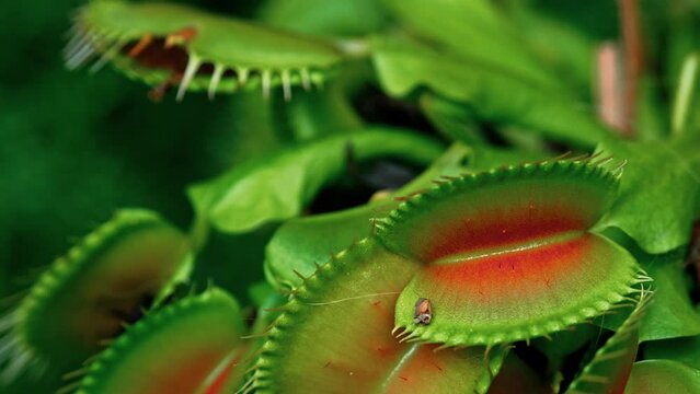 Video captures of the Venus flytrap in close-up macro, isolated with copy space. Venus flytrap eats a fly