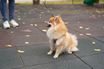 a Pomeranian dog sitting on the playground on a walk looks at the feet of the hostess in the city...
