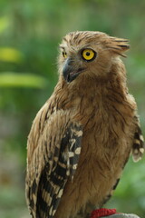 Naklejka premium bird, owl, ketupa owl, nice ketupa owl