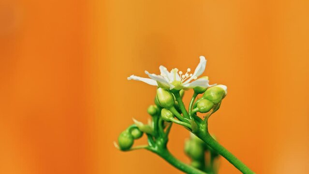 Macro video showcases delicate Venus flytrap flowers on a slender stalk, isolated with copy space.