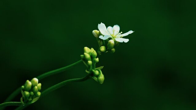 Macro video showcases delicate Venus flytrap flowers on a slender stalk, isolated with copy space.