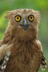 Naklejka premium bird, owl, ketupa owl, ketupa owl face close up