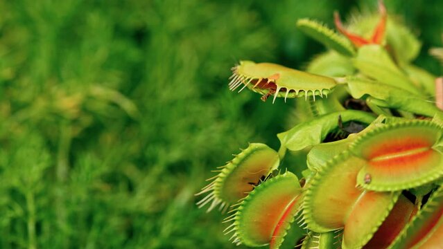 Video captures of the Venus flytrap in close-up macro, isolated with copy space. Venus flytrap eats a fly