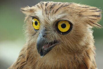 bird, owl, ketupa owl, ketupa owl face close up