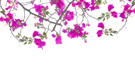 Pink Bougainvillea flower isolated for summer background - 653193473
