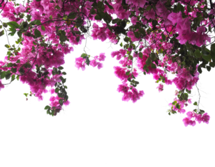 Pink Bougainvillea flower