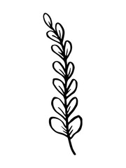 Leaf, herbs grass hand drawn doodle sketch. Vector illustration single of cartoon botanical plant. Isolated on white background.