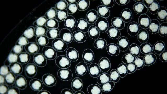 Eggs with Mollusca embryos under a microscope. Gastropoda. Next stage, veliger, will float in water column. White Sea
