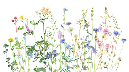 Watercolor meadow herbs and flowers 