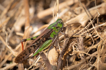 A Migratory Locust resting on the ground