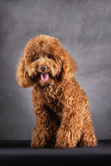 A red-brown toy poodle dog. The puppy of the toy poodle breed on the gray photo was taken in the studio