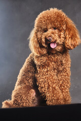 A red-brown toy poodle dog. The puppy of the toy poodle breed on the gray photo was taken in the studio
