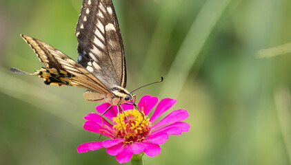 花に止まっているアゲハチョウ