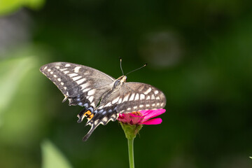 花に止まっているアゲハチョウ